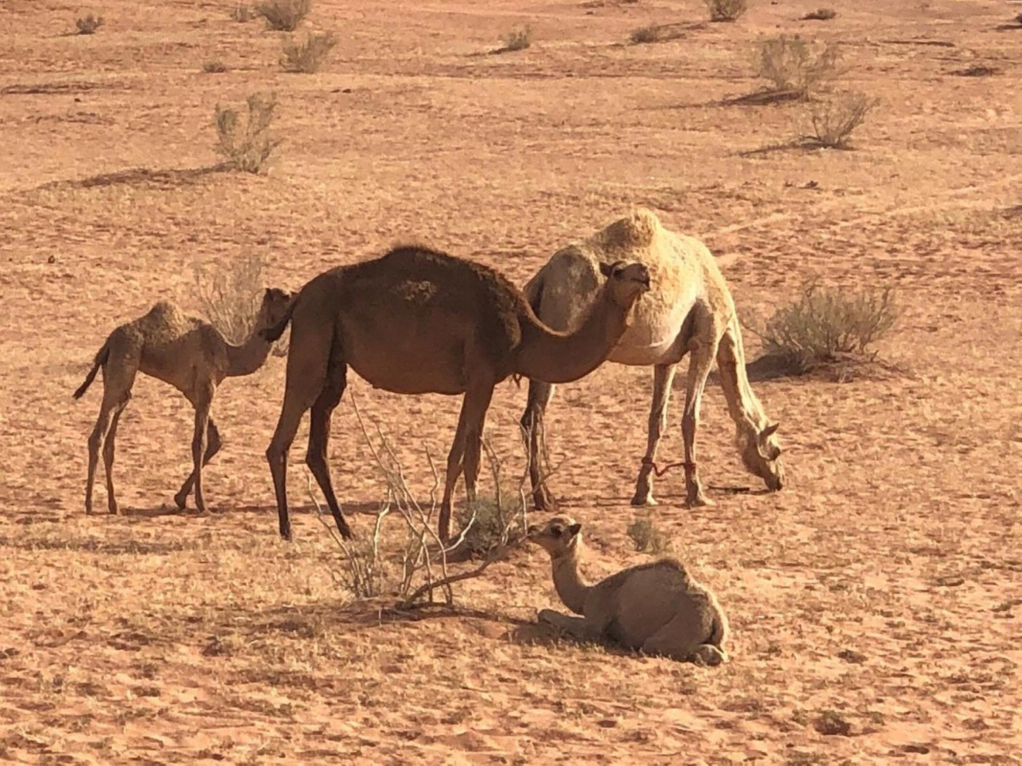 Bed and Breakfast Calm Camp Wadi Rum Exterior foto